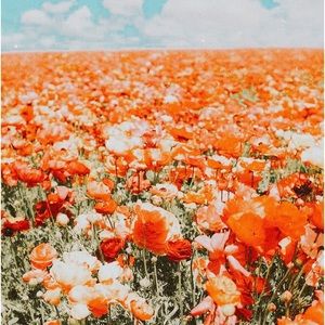 Meet your Posher, Laurel